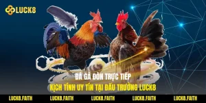 Đá gà đòn trực tiếp